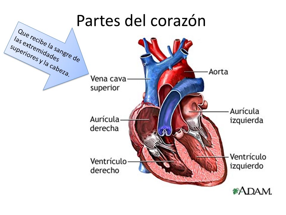 Partes del corazón Que recibe la sangre de las extremidades superiores y la cabeza.