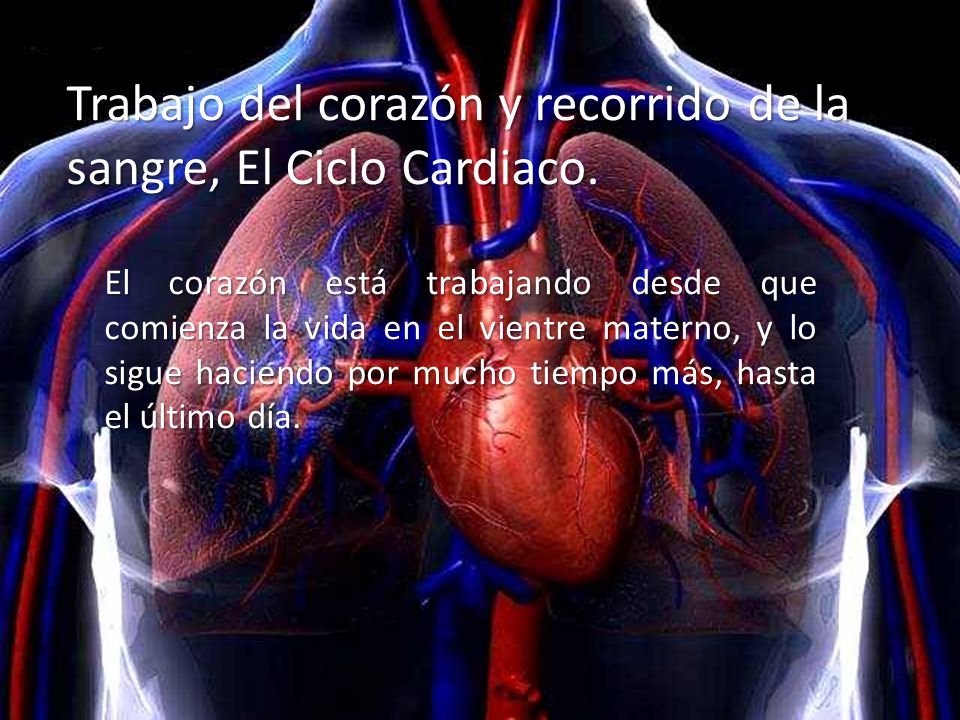 Trabajo del corazón y recorrido de la sangre, El Ciclo Cardiaco.