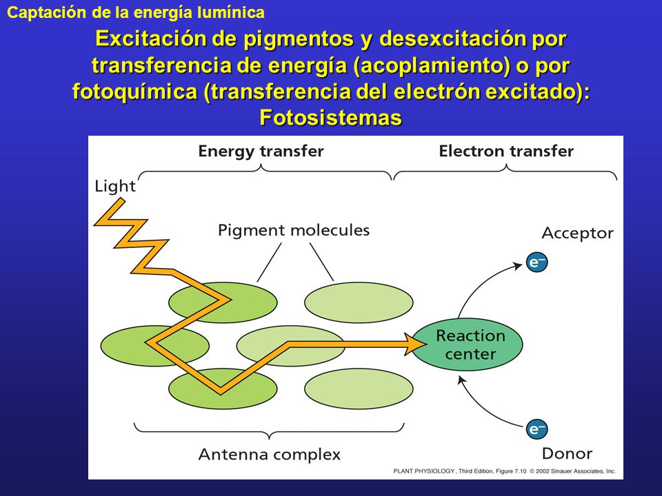 Excitación de pigmentos y desexcitación por transferencia de energía (acoplamiento) o por fotoquímica (transferencia del electrón excitado): Fotosistemas