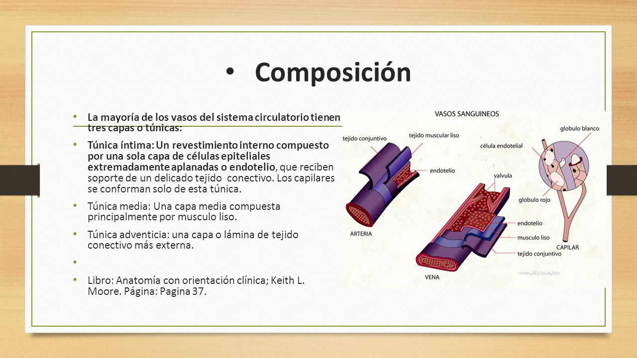 Composición La mayoría de los vasos del sistema circulatorio tienen tres capas o túnicas: