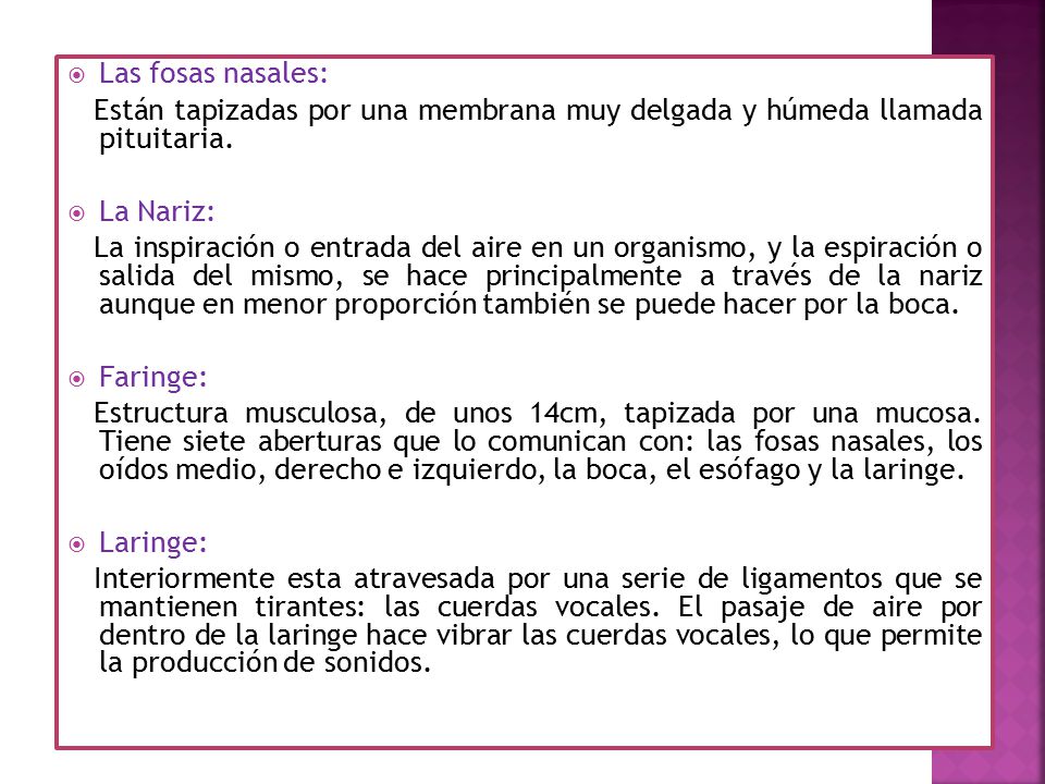 Las fosas nasales: Están tapizadas por una membrana muy delgada y húmeda llamada pituitaria. La Nariz: