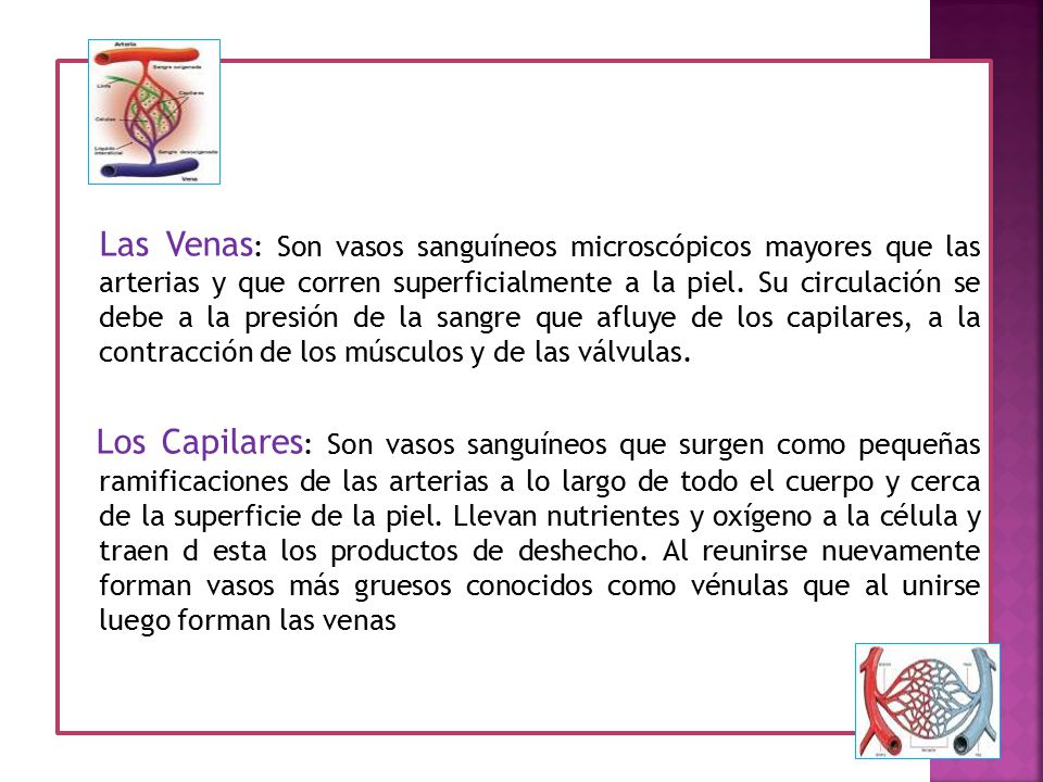 Las Venas: Son vasos sanguíneos microscópicos mayores que las arterias y que corren superficialmente a la piel.