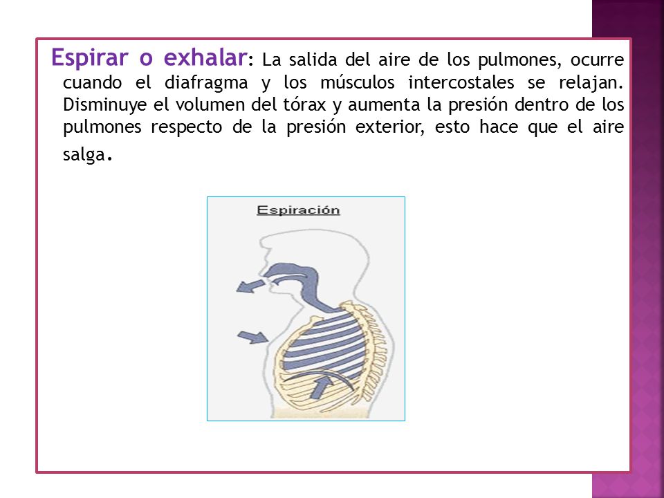Espirar o exhalar: La salida del aire de los pulmones, ocurre cuando el diafragma y los músculos intercostales se relajan.