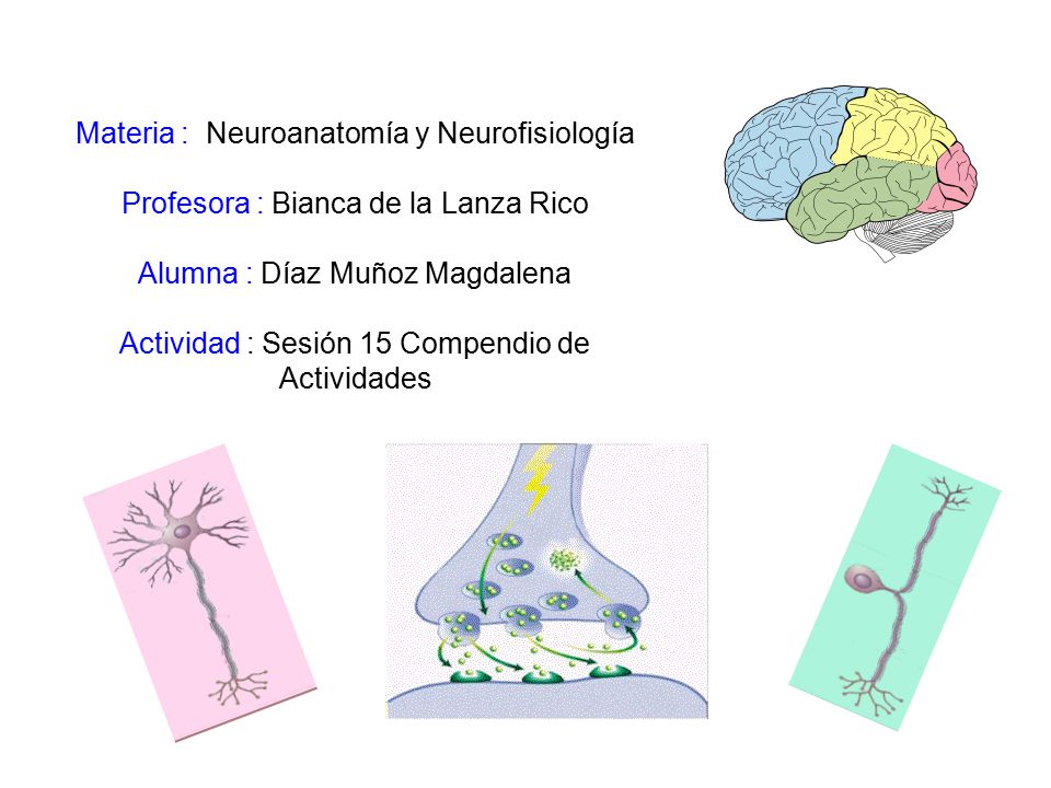 Materia : Neuroanatomía y Neurofisiología Profesora : Bianca de la Lanza Rico Alumna : Díaz Muñoz Magdalena Actividad : Sesión 15 Compendio de Actividades