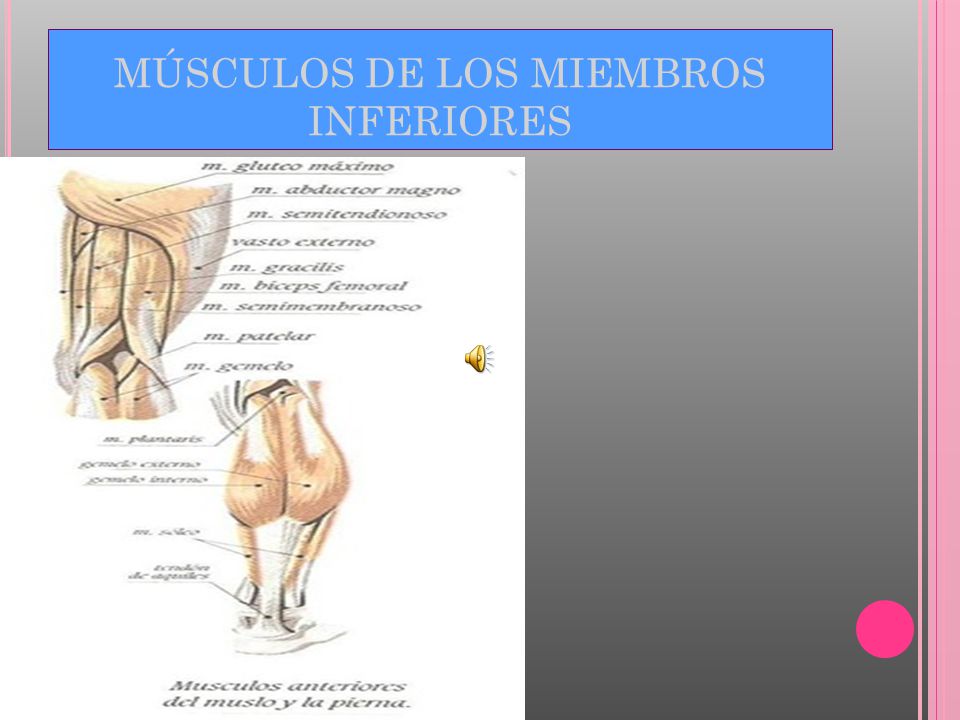 MÚSCULOS DE LOS MIEMBROS INFERIORES