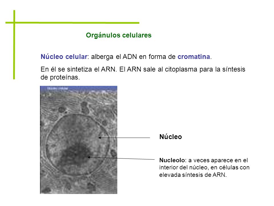 Núcleo celular: alberga el ADN en forma de cromatina.