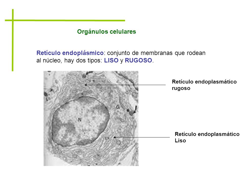 Orgánulos celulares Retículo endoplásmico: conjunto de membranas que rodean al núcleo, hay dos tipos: LISO y RUGOSO.