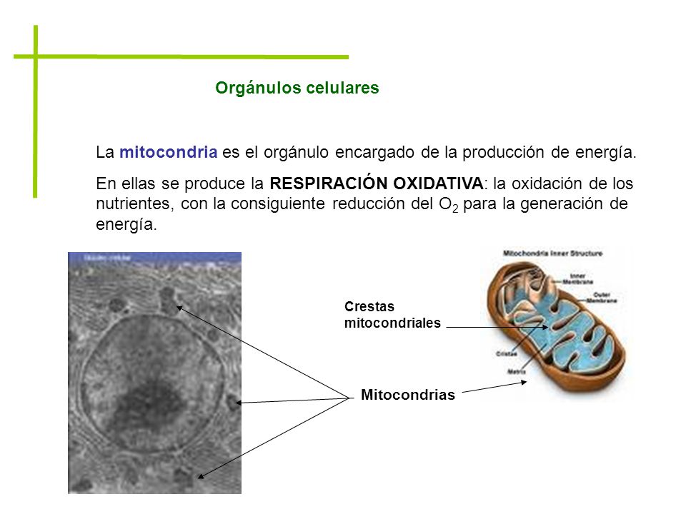 La mitocondria es el orgánulo encargado de la producción de energía.