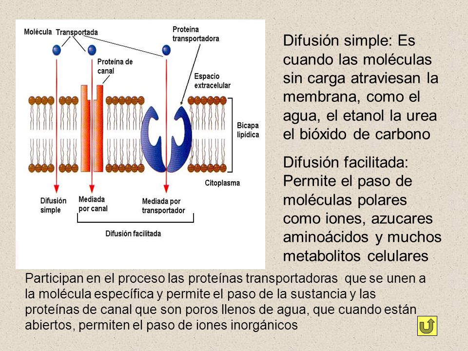 Difusión simple: Es cuando las moléculas sin carga atraviesan la membrana, como el agua, el etanol la urea el bióxido de carbono