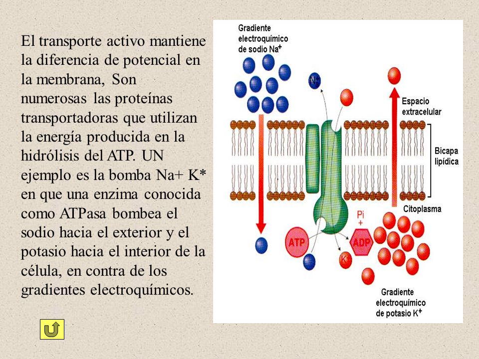 El transporte activo mantiene la diferencia de potencial en la membrana, Son numerosas las proteínas transportadoras que utilizan la energía producida en la hidrólisis del ATP.