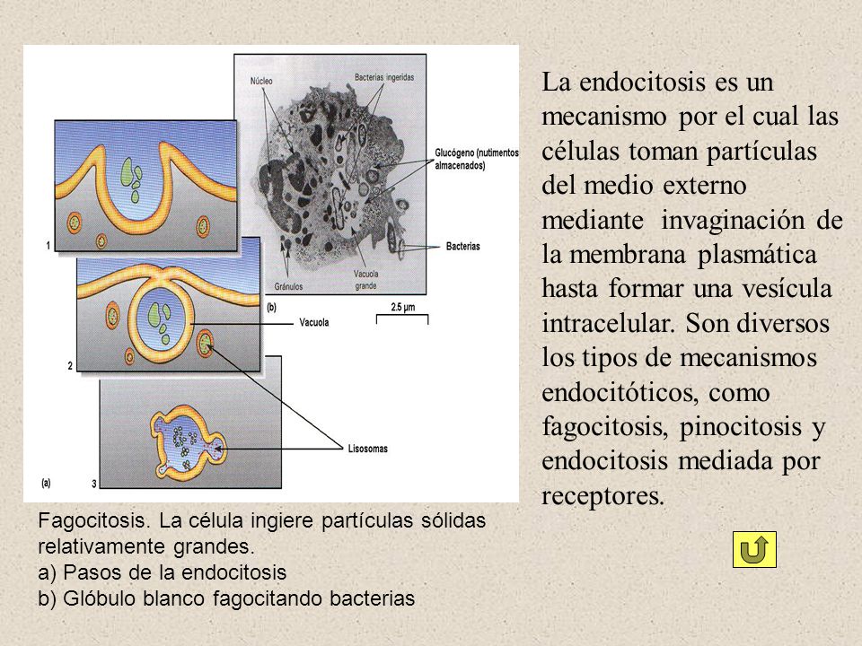 La endocitosis es un mecanismo por el cual las células toman partículas del medio externo mediante invaginación de la membrana plasmática hasta formar una vesícula intracelular. Son diversos los tipos de mecanismos endocitóticos, como fagocitosis, pinocitosis y endocitosis mediada por receptores.