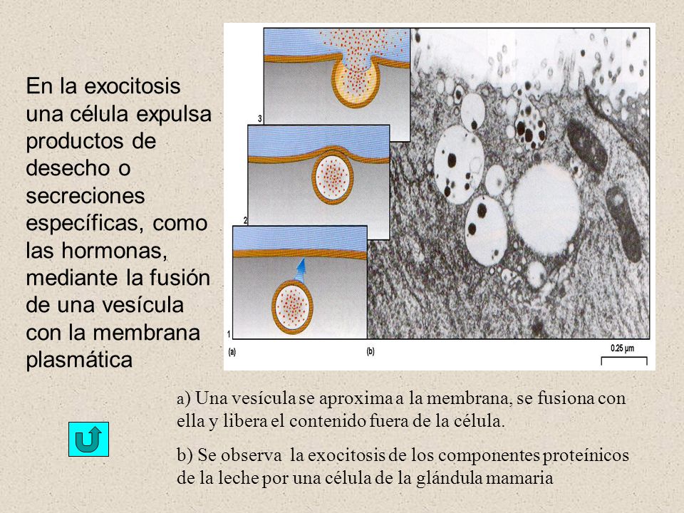 En la exocitosis una célula expulsa productos de desecho o secreciones específicas, como las hormonas, mediante la fusión de una vesícula con la membrana plasmática