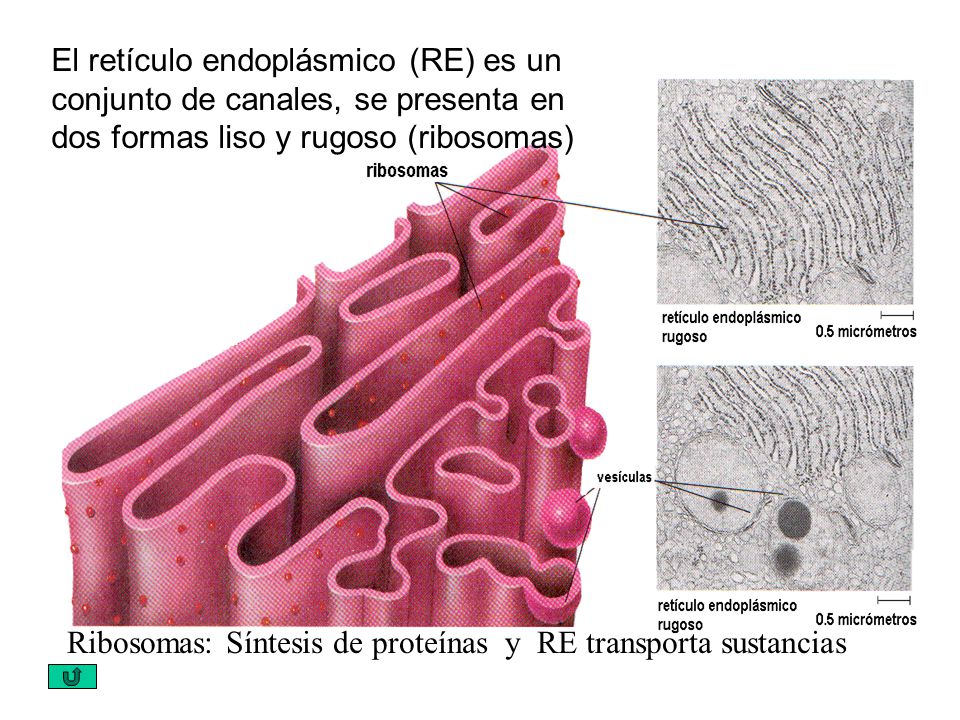 El retículo endoplásmico (RE) es un conjunto de canales, se presenta en dos formas liso y rugoso (ribosomas)