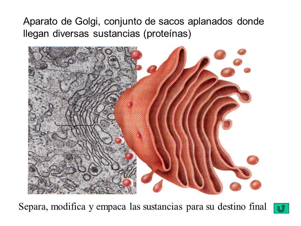 Aparato de Golgi, conjunto de sacos aplanados donde llegan diversas sustancias (proteínas)