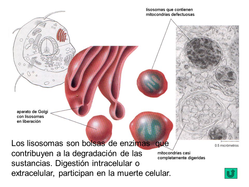 Los lisosomas son bolsas de enzimas que contribuyen a la degradación de las sustancias.