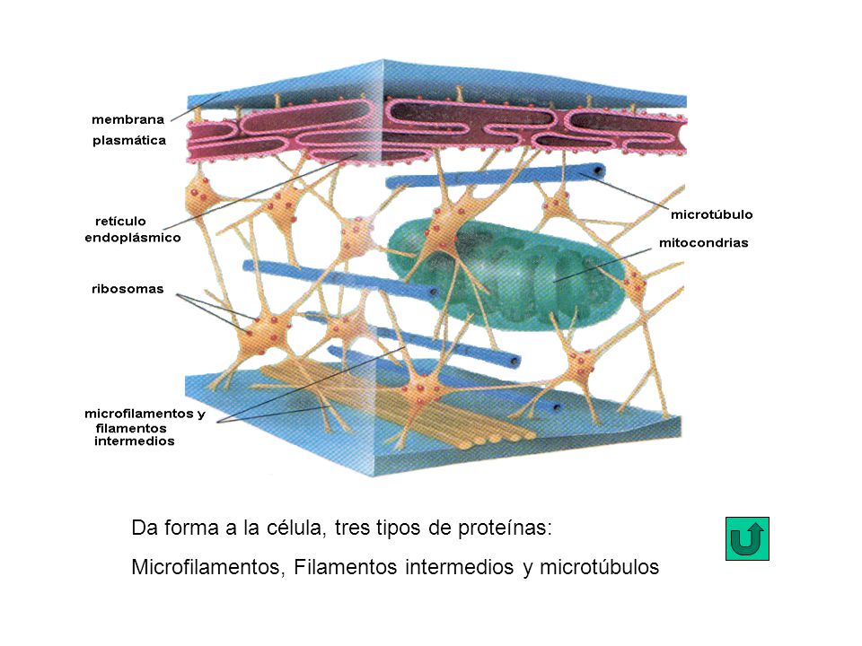 Da forma a la célula, tres tipos de proteínas: