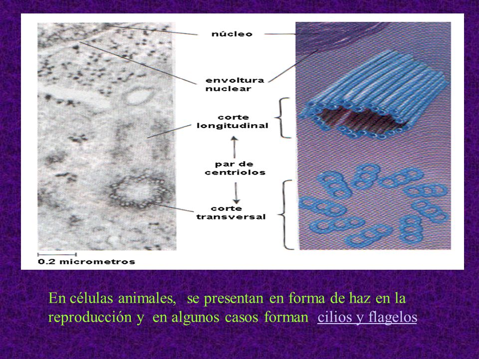 En células animales, se presentan en forma de haz en la reproducción y en algunos casos forman cilios y flagelos