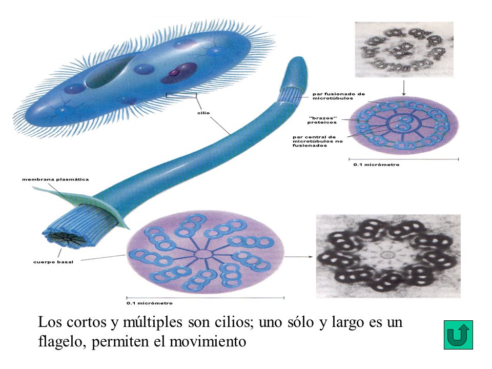 Los cortos y múltiples son cilios; uno sólo y largo es un flagelo, permiten el movimiento