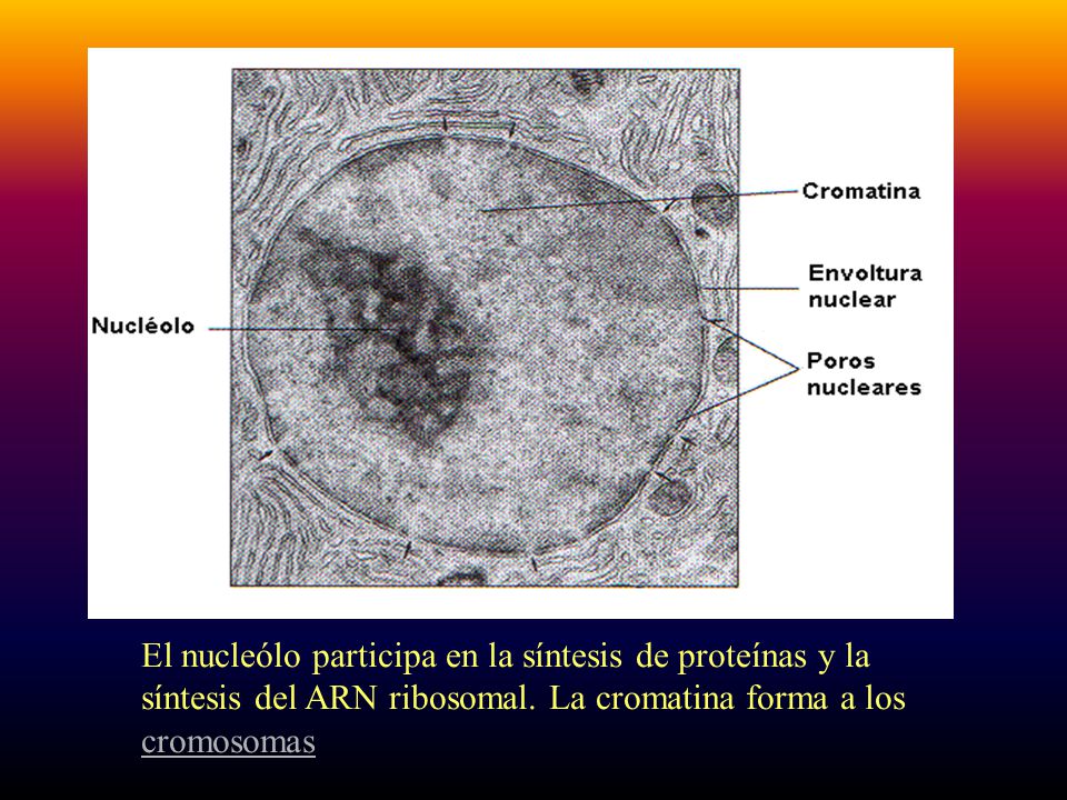 El nucleólo participa en la síntesis de proteínas y la síntesis del ARN ribosomal.