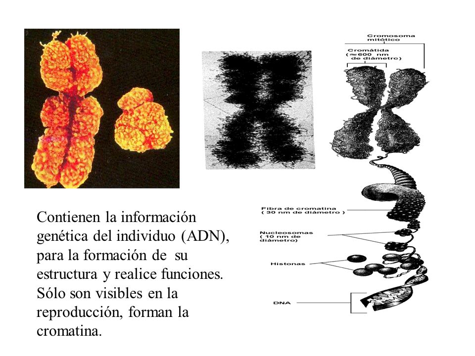 Contienen la información genética del individuo (ADN), para la formación de su estructura y realice funciones.