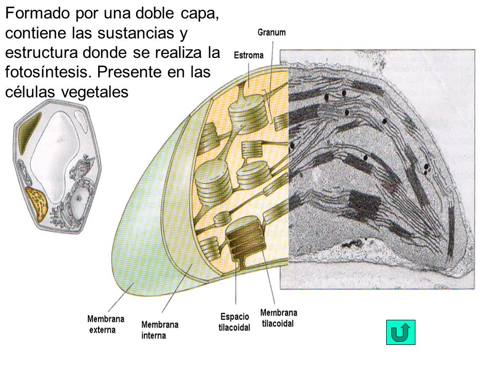 Formado por una doble capa, contiene las sustancias y estructura donde se realiza la fotosíntesis.