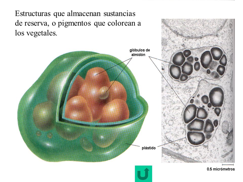 Estructuras que almacenan sustancias de reserva, o pigmentos que colorean a los vegetales.