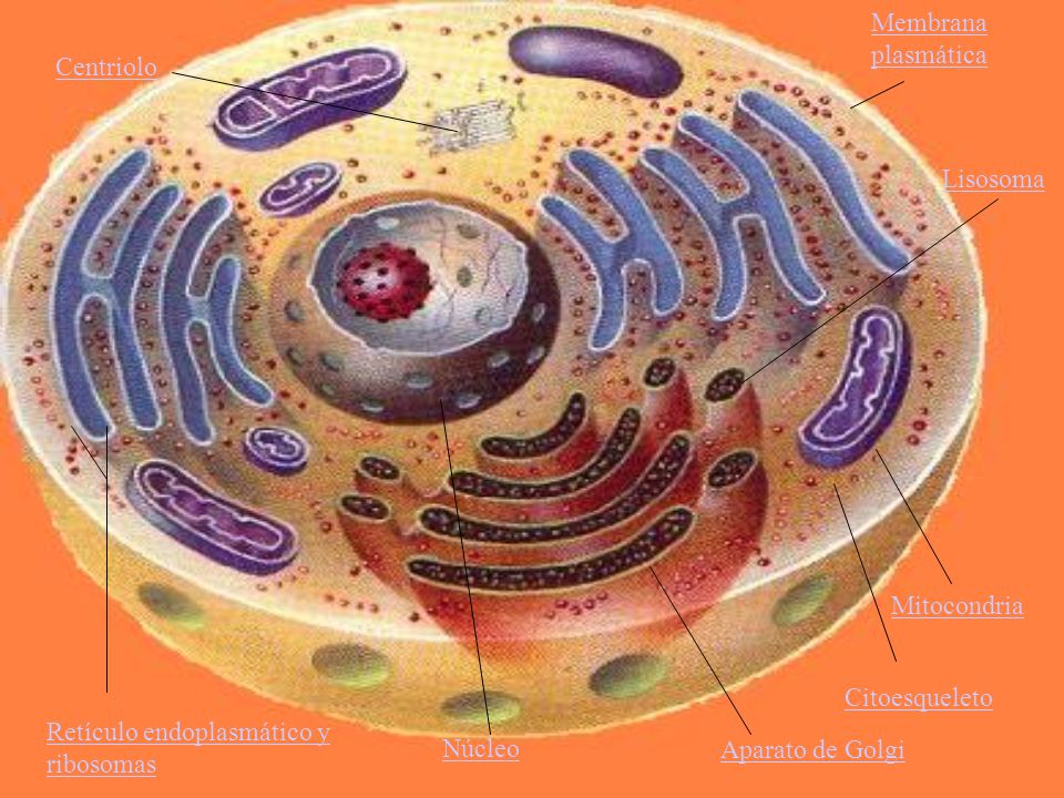 Membrana plasmática Centriolo. Lisosoma. Mitocondria. Citoesqueleto. Retículo endoplasmático y ribosomas.