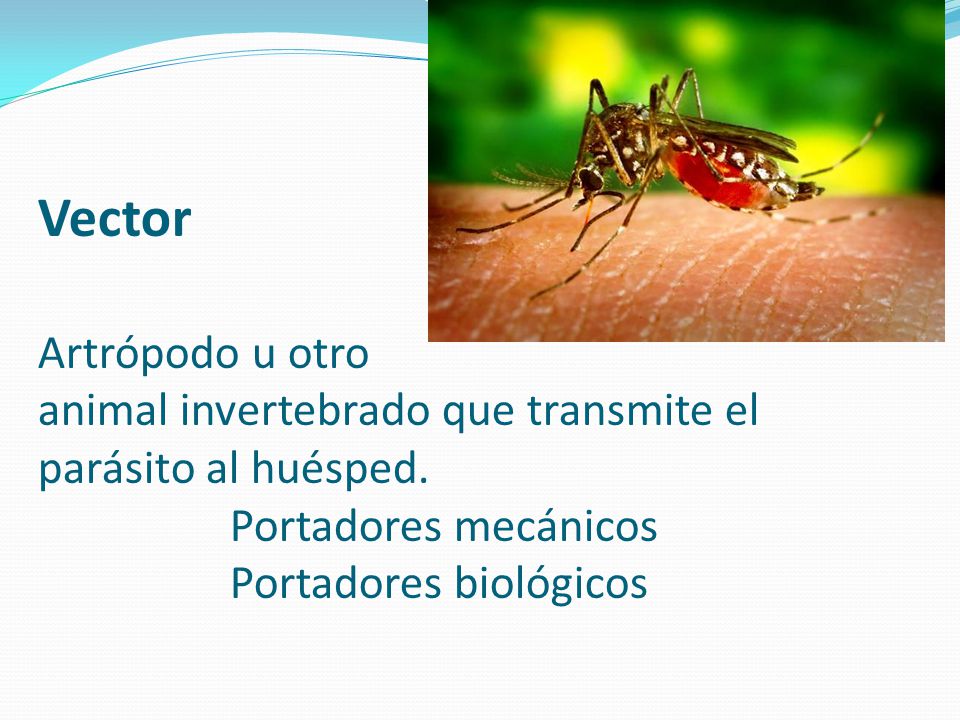 Vector Artrópodo u otro animal invertebrado que transmite el parásito al huésped.