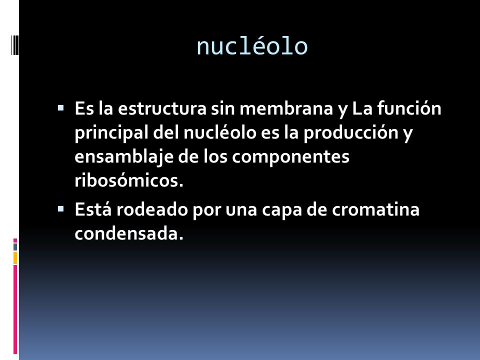 nucléolo Es la estructura sin membrana y La función principal del nucléolo es la producción y ensamblaje de los componentes ribosómicos.