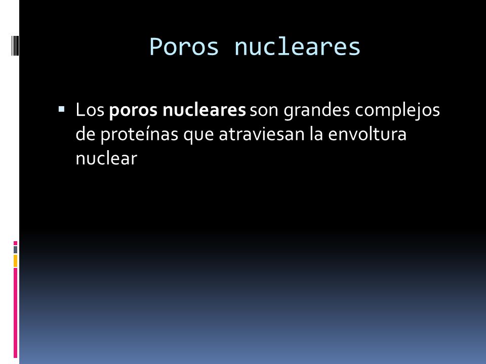 Poros nucleares Los poros nucleares son grandes complejos de proteínas que atraviesan la envoltura nuclear.