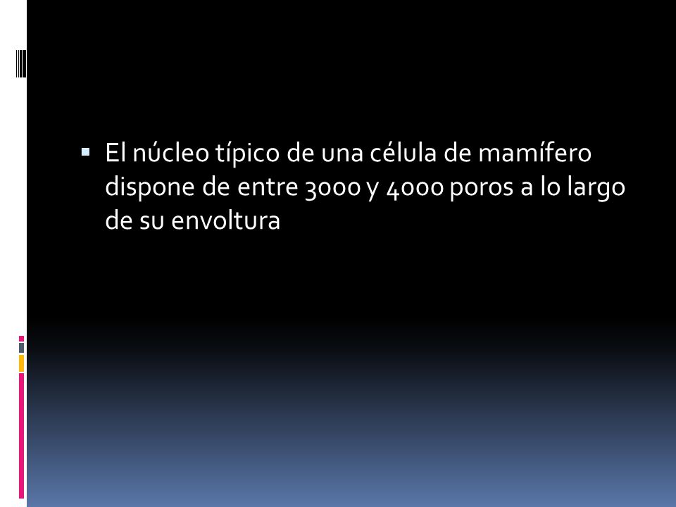 El núcleo típico de una célula de mamífero dispone de entre 3000 y 4000 poros a lo largo de su envoltura