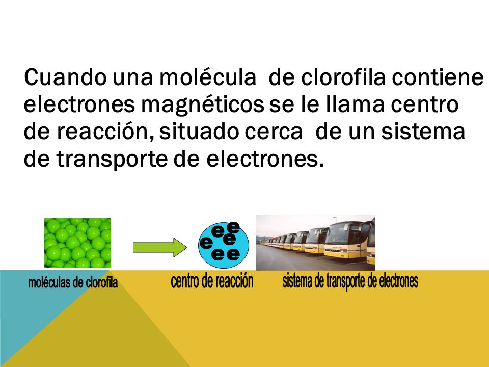 Cuando una molécula de clorofila contiene electrones magnéticos se le llama centro de reacción, situado cerca de un sistema de transporte de electrones.