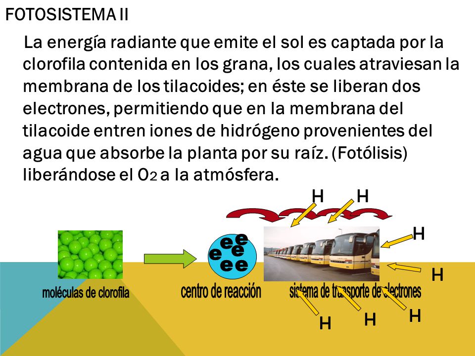 moléculas de clorofila centro de reacción H ee ee ee