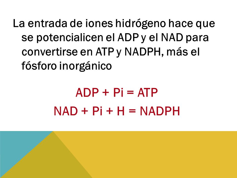 ADP + Pi = ATP NAD + Pi + H = NADPH