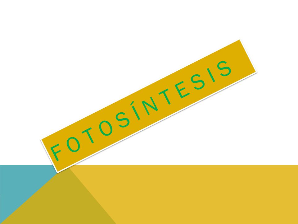 F O T O S Í N T E S I S