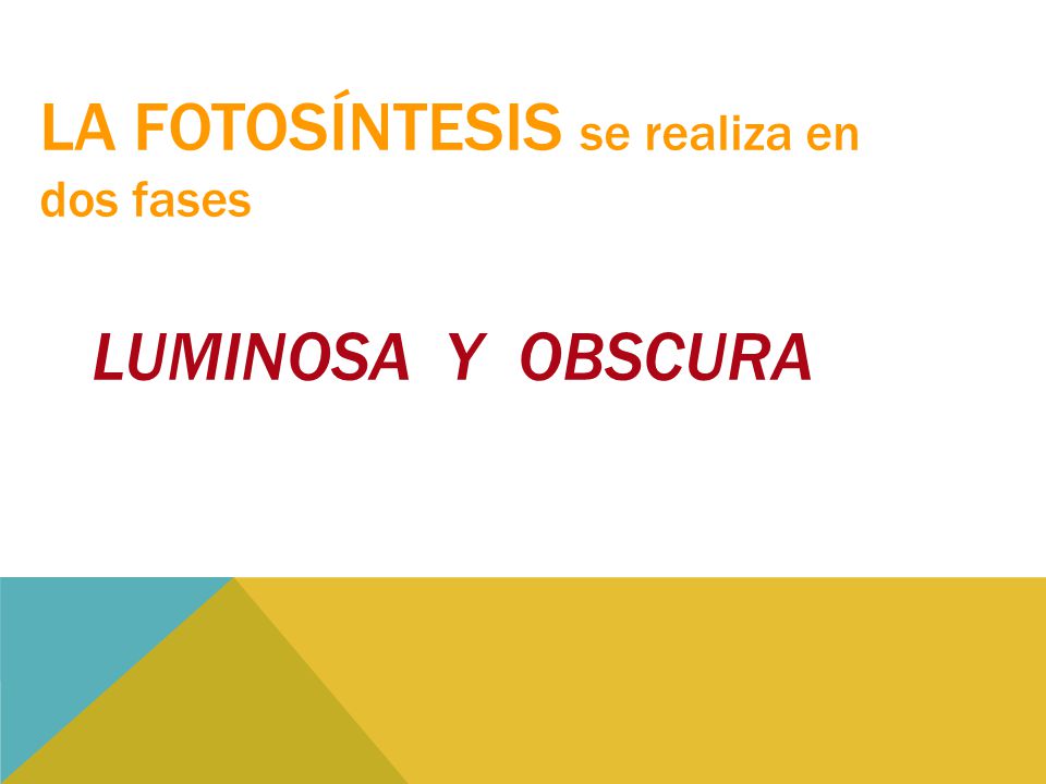 La fotosíntesis se realiza en dos fases Luminosa y Obscura
