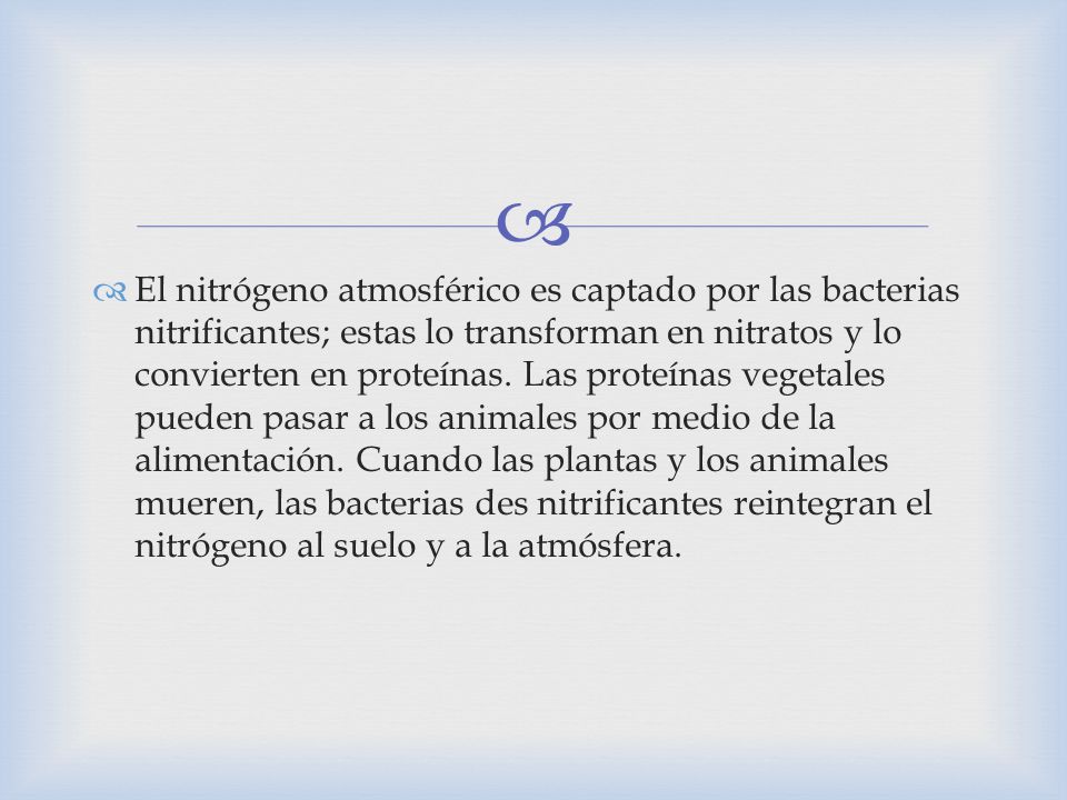 El nitrógeno atmosférico es captado por las bacterias nitrificantes; estas lo transforman en nitratos y lo convierten en proteínas.