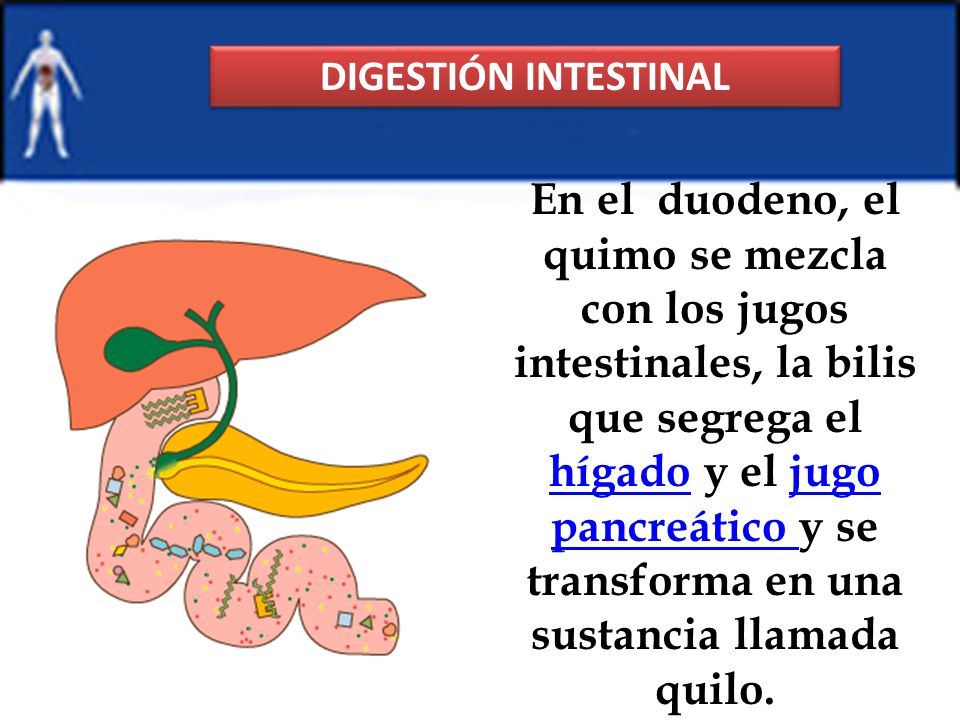 DIGESTIÓN INTESTINAL