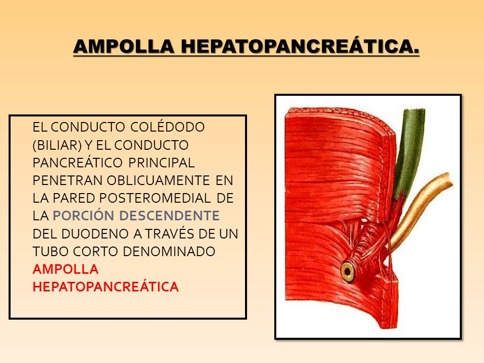 AMPOLLA HEPATOPANCREÁTICA.