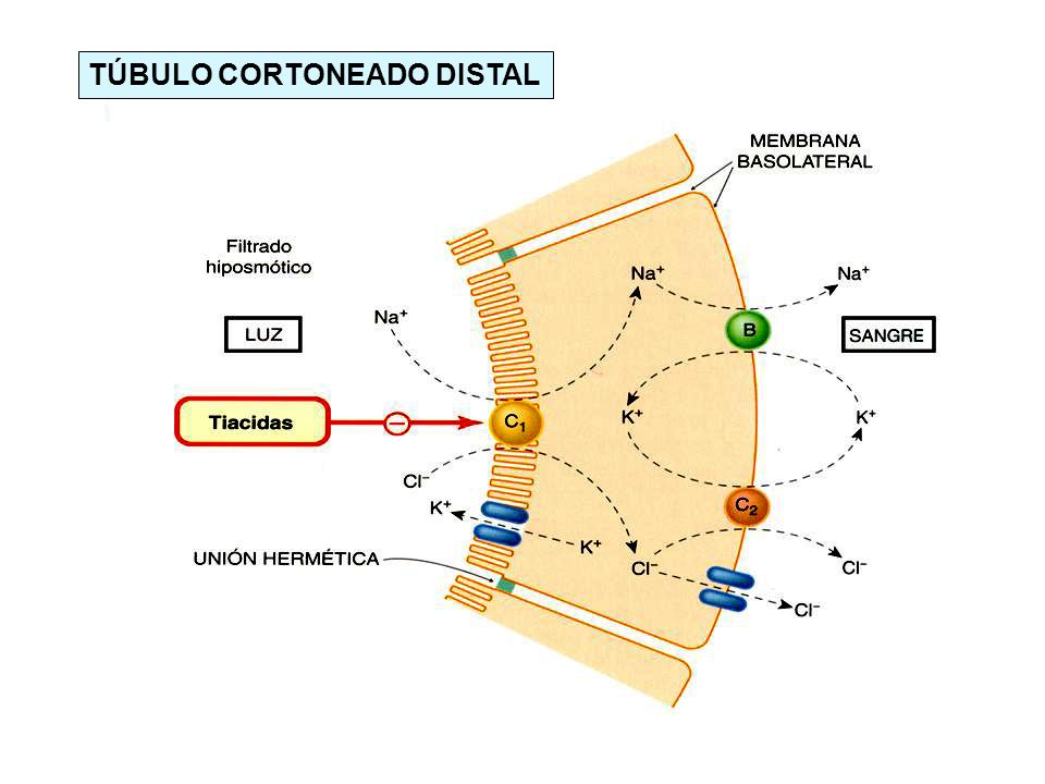 TÚBULO CORTONEADO DISTAL