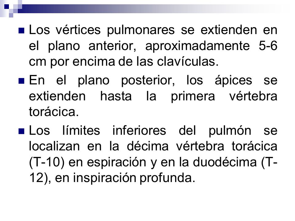 Los vértices pulmonares se extienden en el plano anterior, aproximadamente 5-6 cm por encima de las clavículas.