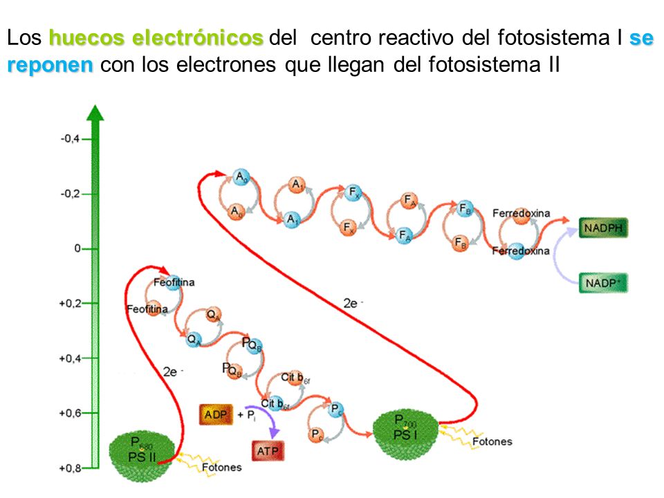 Los huecos electrónicos del centro reactivo del fotosistema I se reponen con los electrones que llegan del fotosistema II