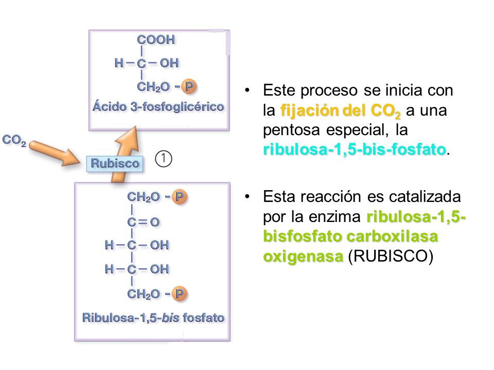 Este proceso se inicia con la fijación del CO2 a una pentosa especial, la ribulosa-1,5-bis-fosfato.