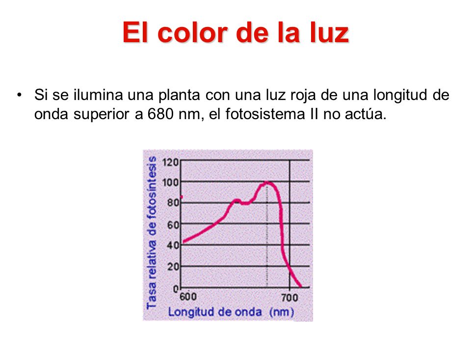 El color de la luz Si se ilumina una planta con una luz roja de una longitud de onda superior a 680 nm, el fotosistema II no actúa.