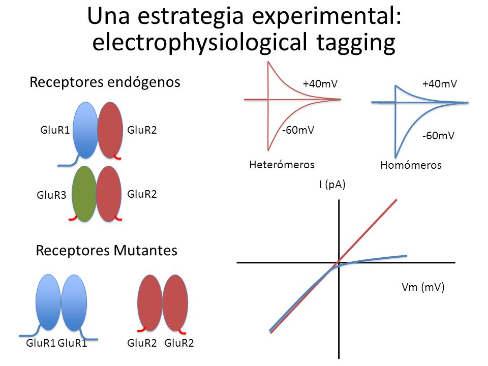 Una estrategia experimental: electrophysiological tagging