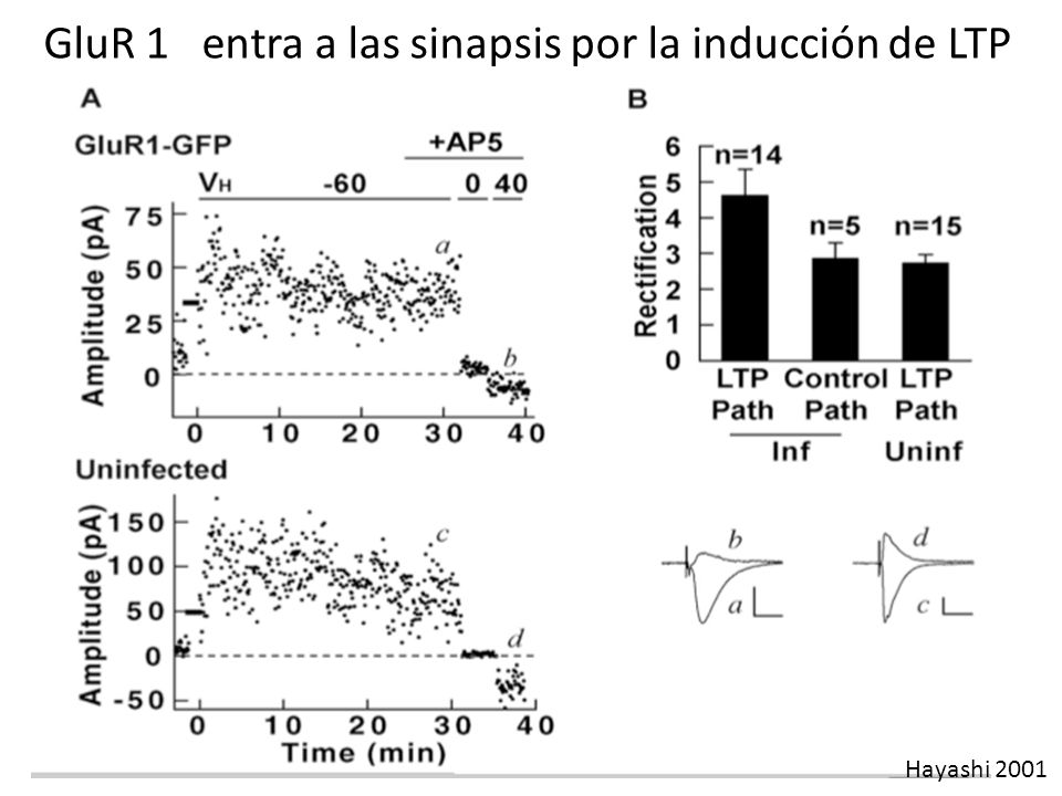 GluR 1 entra a las sinapsis por la inducción de LTP