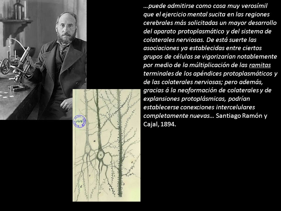 …puede admitirse como cosa muy verosímil que el ejercicio mental sucita en las regiones cerebrales más solicitadas un mayor desarrollo del aparato protoplasmático y del sistema de colaterales nerviosas.