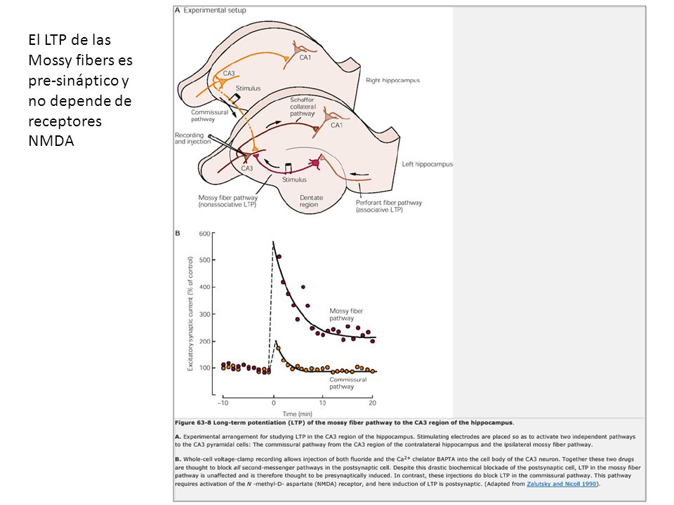 El LTP de las Mossy fibers es pre-sináptico y no depende de receptores NMDA