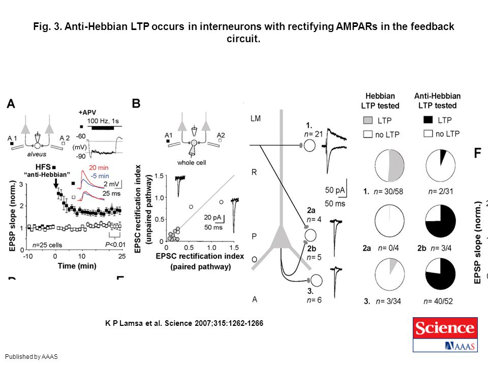 Fig. 3. Anti-Hebbian LTP occurs in interneurons with rectifying AMPARs in the feedback circuit.