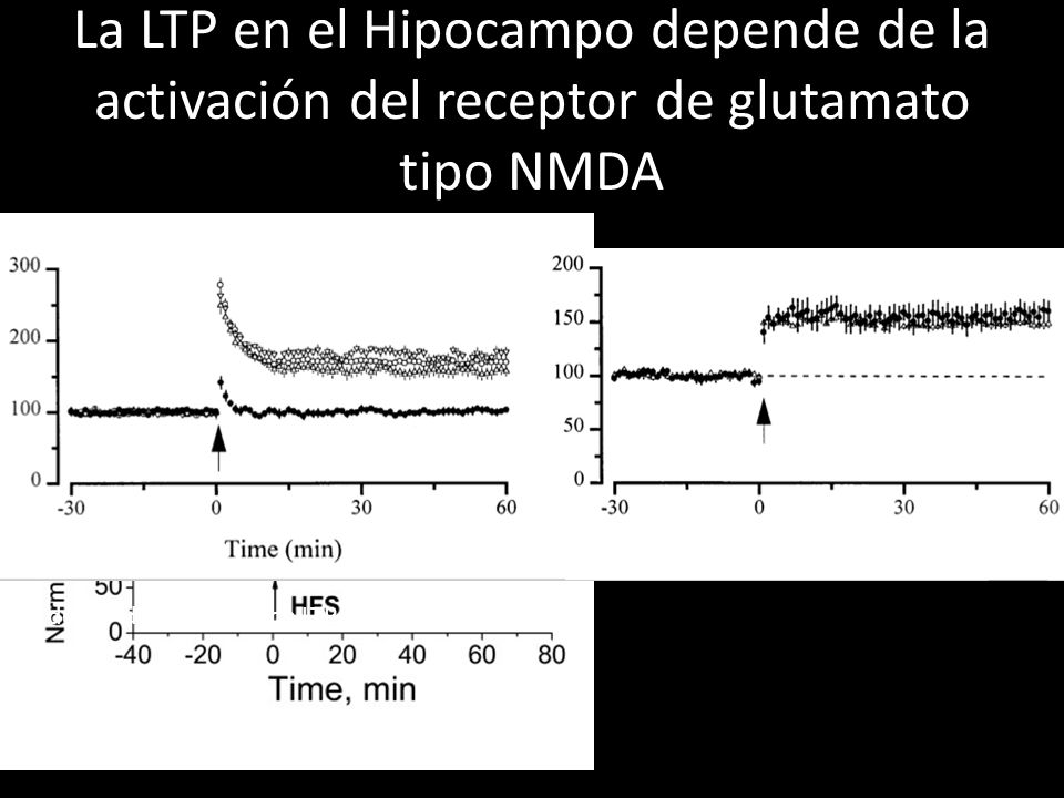 La LTP en el Hipocampo depende de la activación del receptor de glutamato tipo NMDA